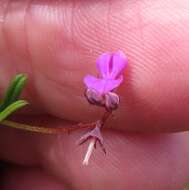 Imagem de Indigofera angustifolia L.