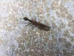 Image of Snakefly