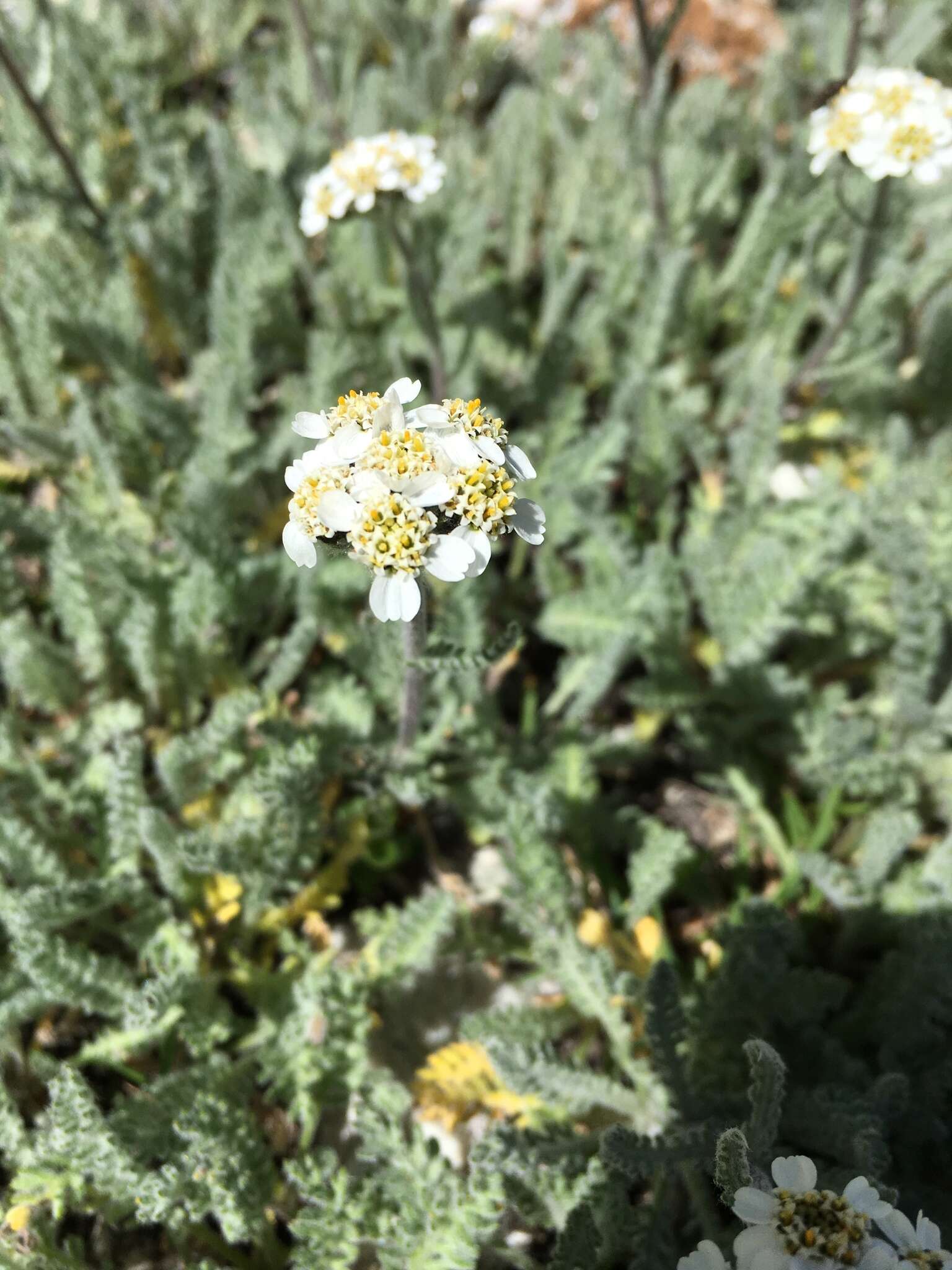 Imagem de Achillea nana L.