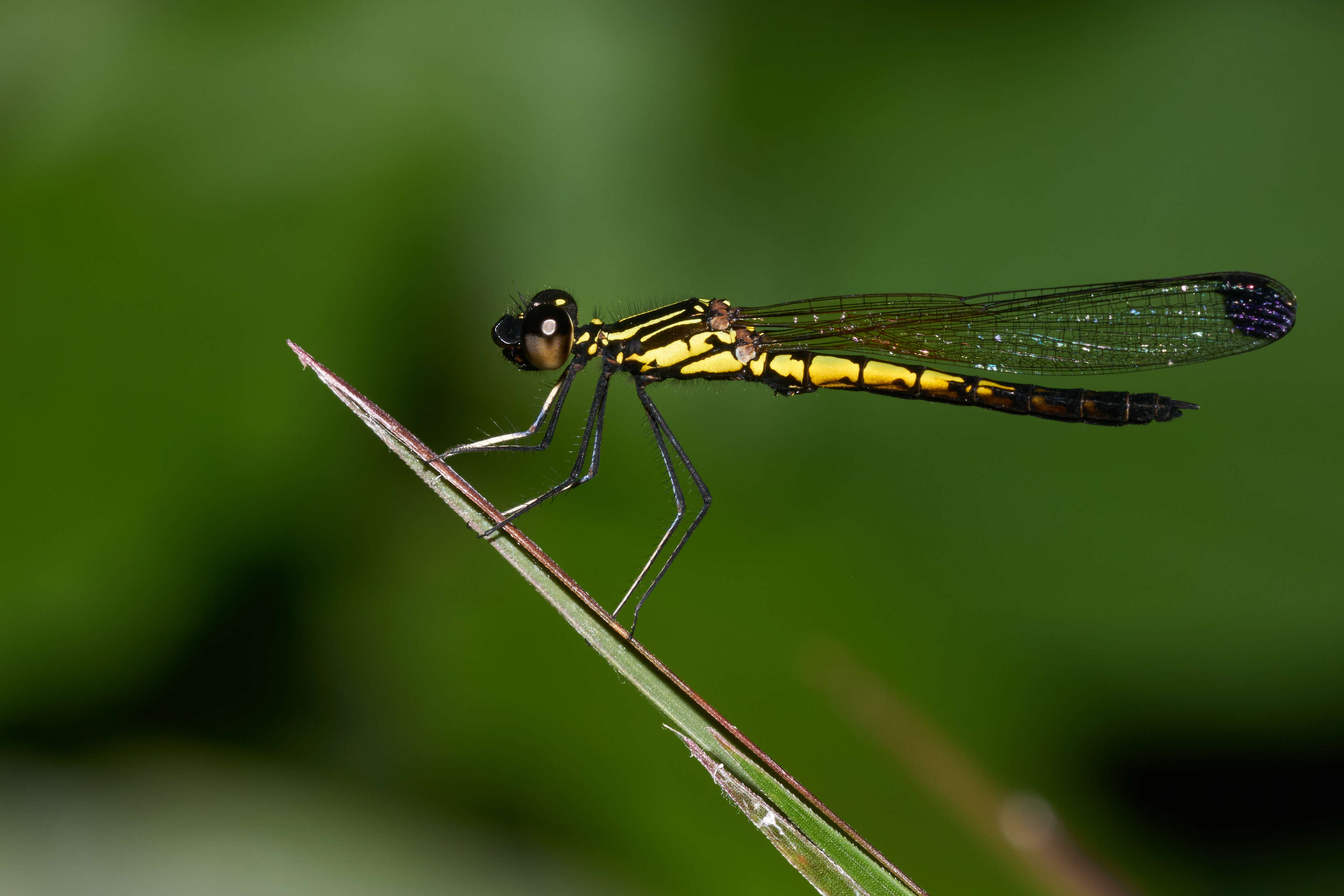 Image of Libellago indica (Fraser 1928)