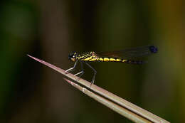 Image of Libellago indica (Fraser 1928)