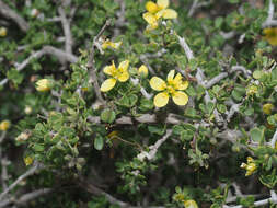 Image of Roepera lichtensteiniana (Cham.) Beier & Thulin