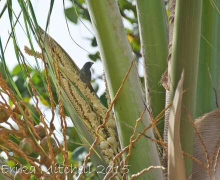 Image of Antillean bullfinches