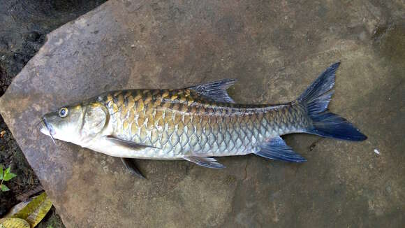 Image of Black Mahseer