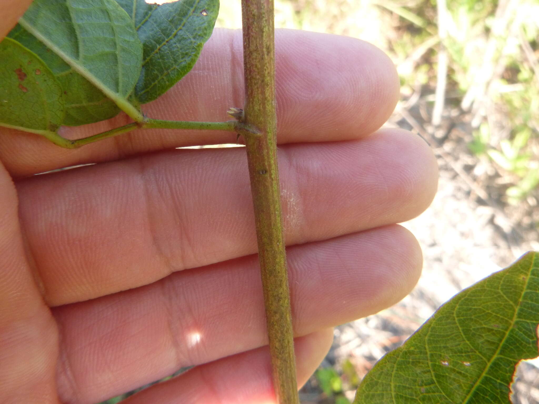 Sivun Desmodium fernaldii B. G. Schub. kuva