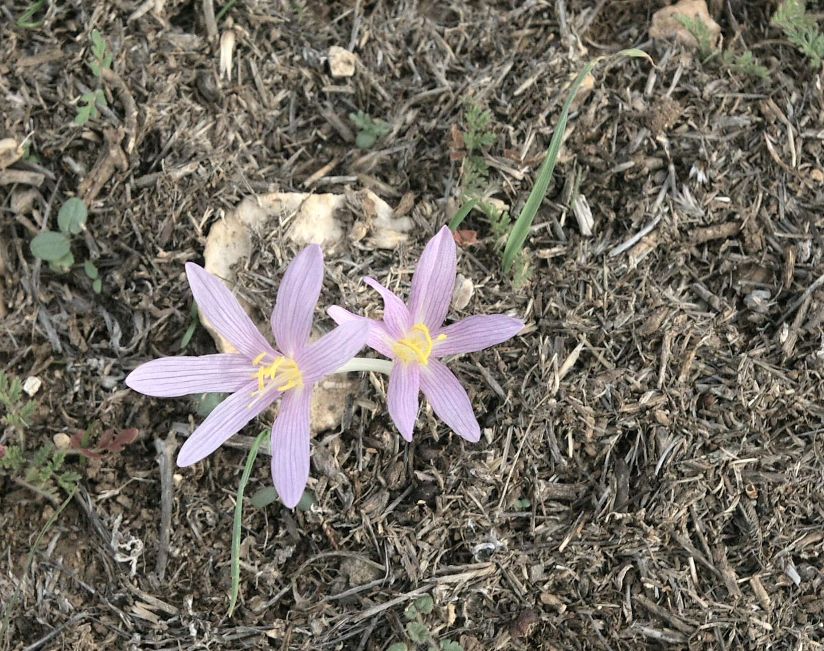 Слика од Colchicum stevenii Kunth