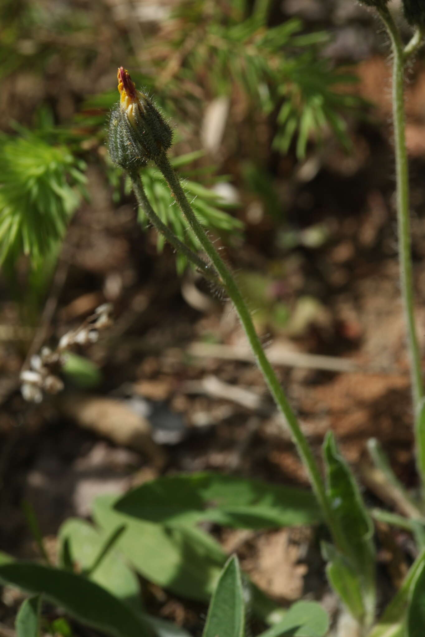 Imagem de Pilosella schultesii (Sch. Bip.) Sch. Bip. & Sch. Bip. ex H. P. Fuchs-Eckert