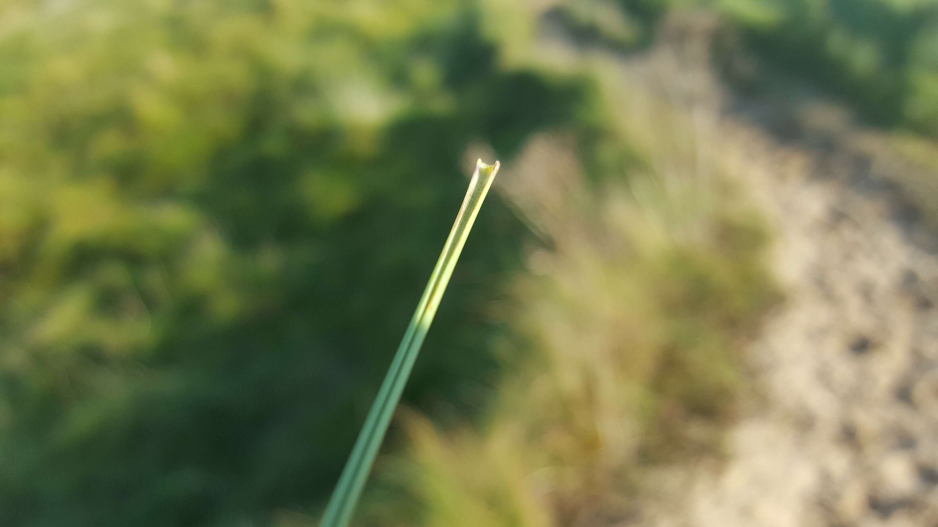 Image of European beachgrass