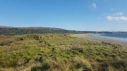 Image of European beachgrass