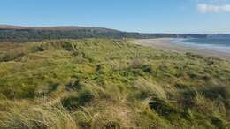 Image of European beachgrass