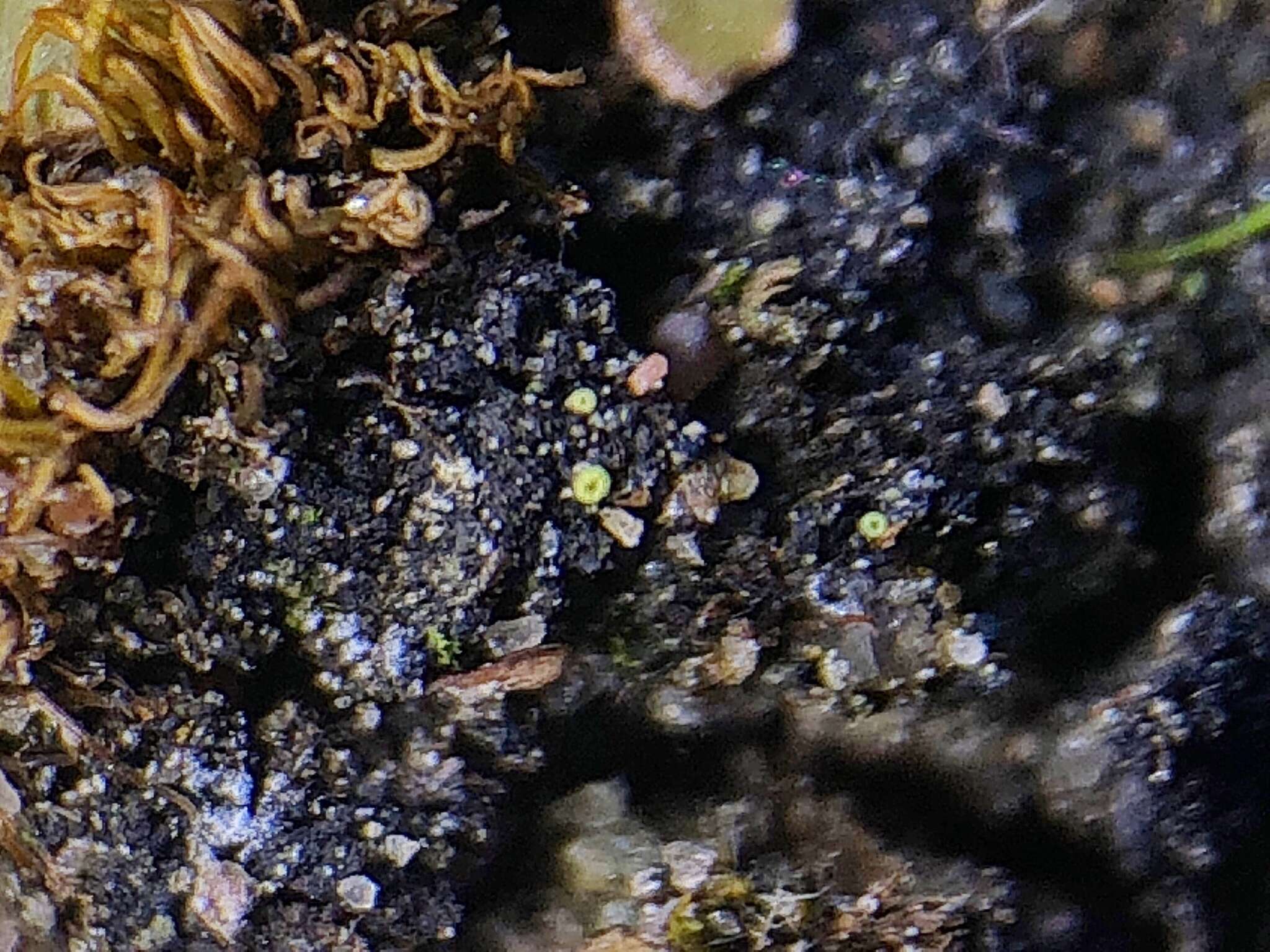 Image of thelocarpon lichen