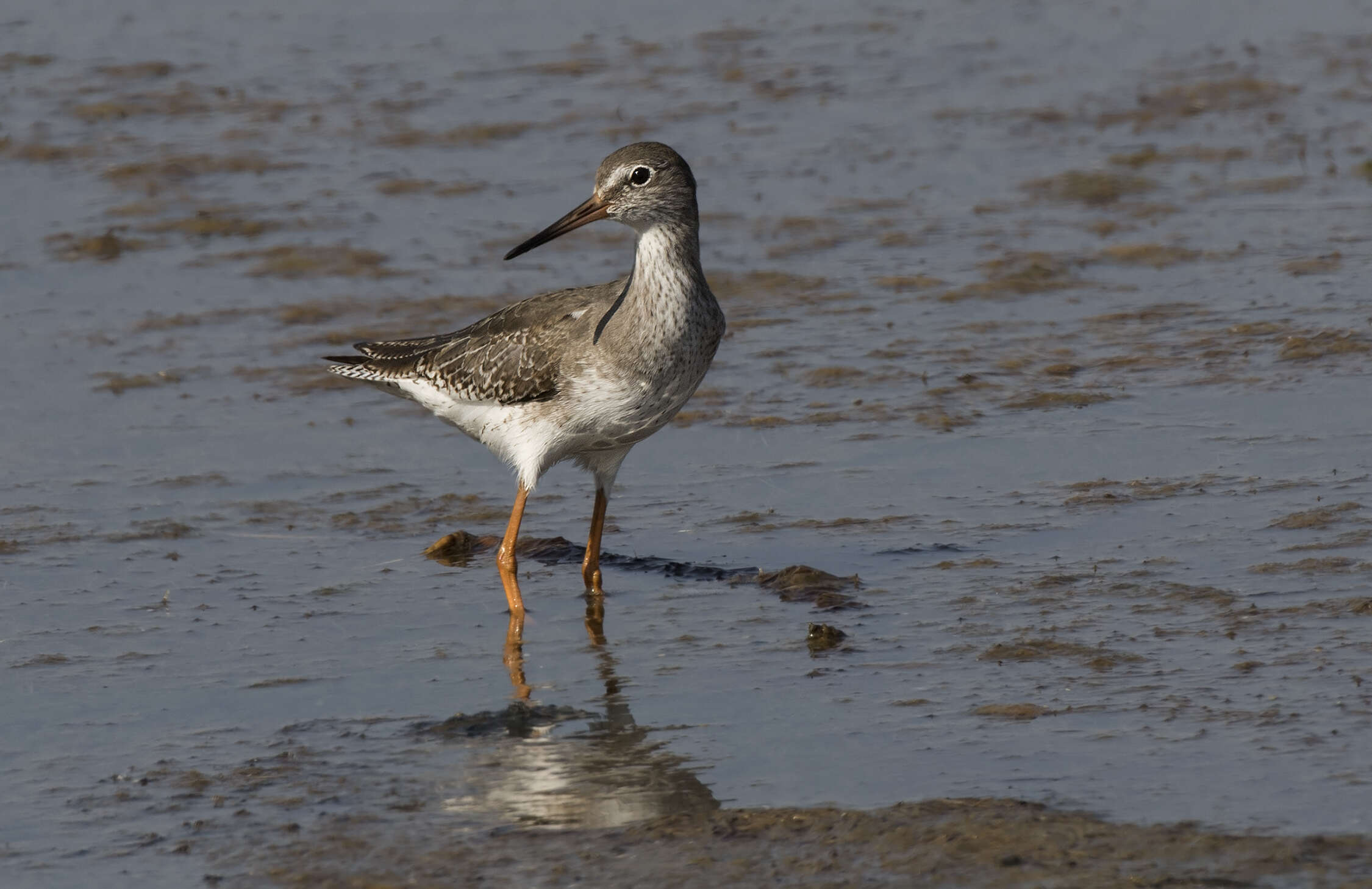 Image of Common Redshank