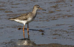 Image of Common Redshank