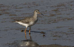 Image of Common Redshank