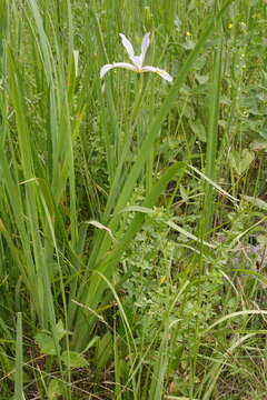 Image of Iris halophila var. sogdiana (Bunge) Skeels