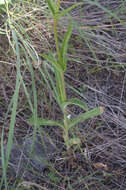 Image of Wasatch beardtongue