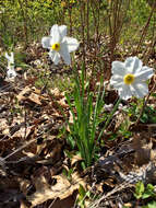 Image de Narcissus medioluteus Mill.