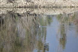 Imagem de Podiceps nigricollis californicus Heermann 1854