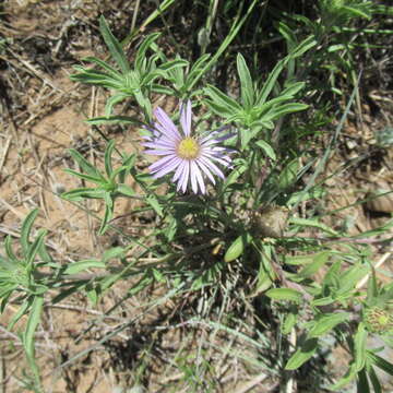 Image of Texas Townsend daisy