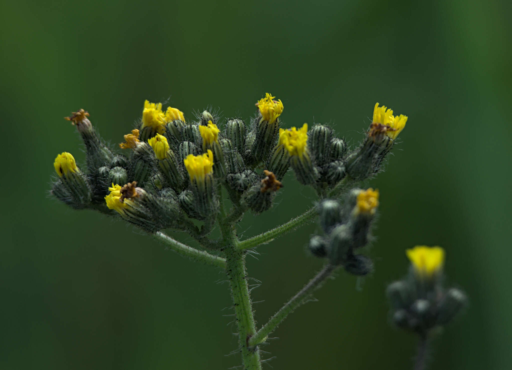 صورة Pilosella novosibirskensis N. N. Tupitsyna