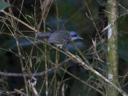 Image of Plain Antvireo