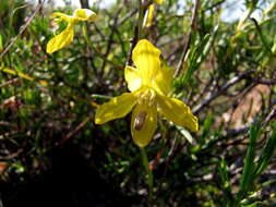 Image of Cyanella lutea L. fil.