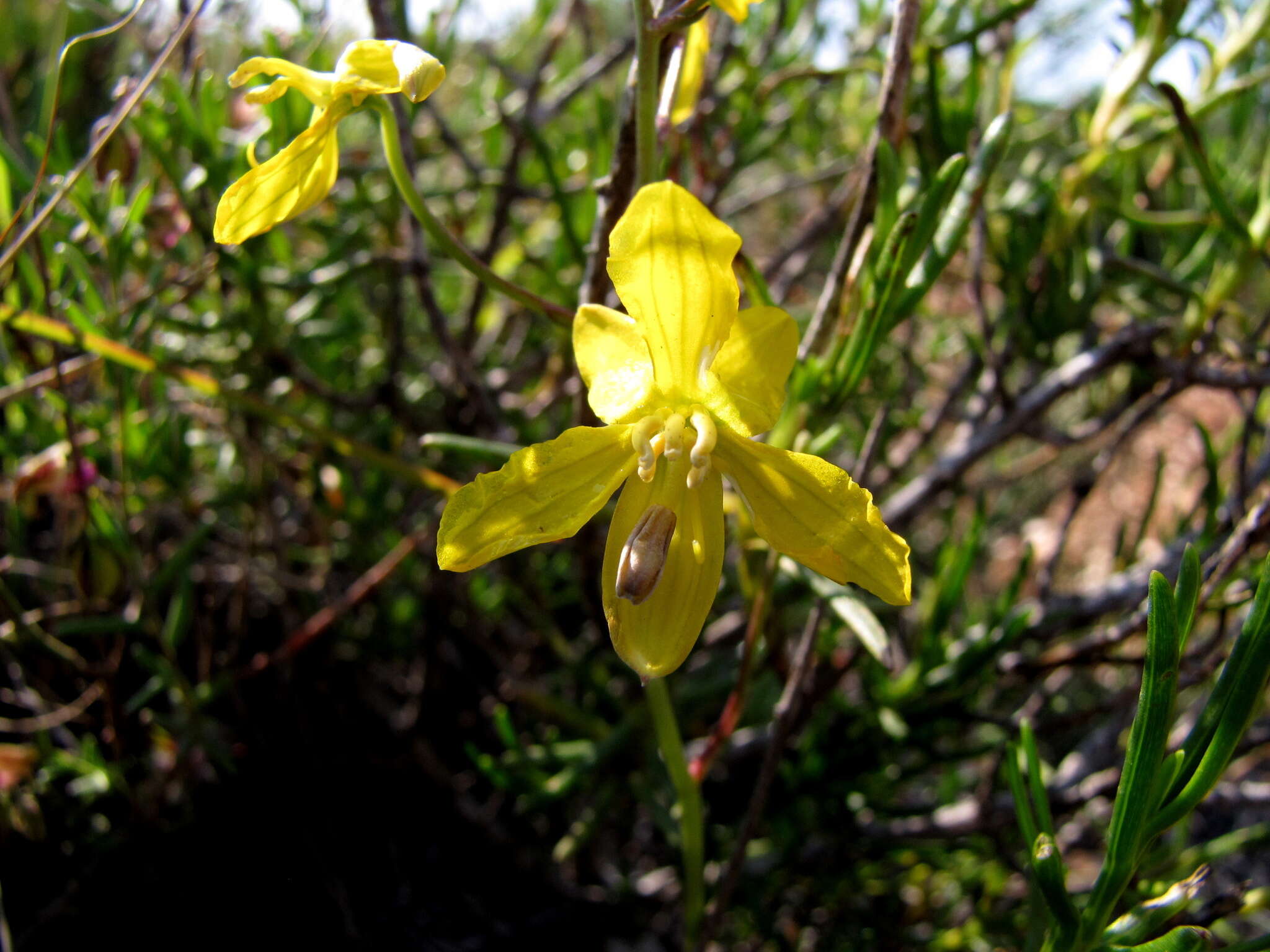 Image of Cyanella lutea L. fil.