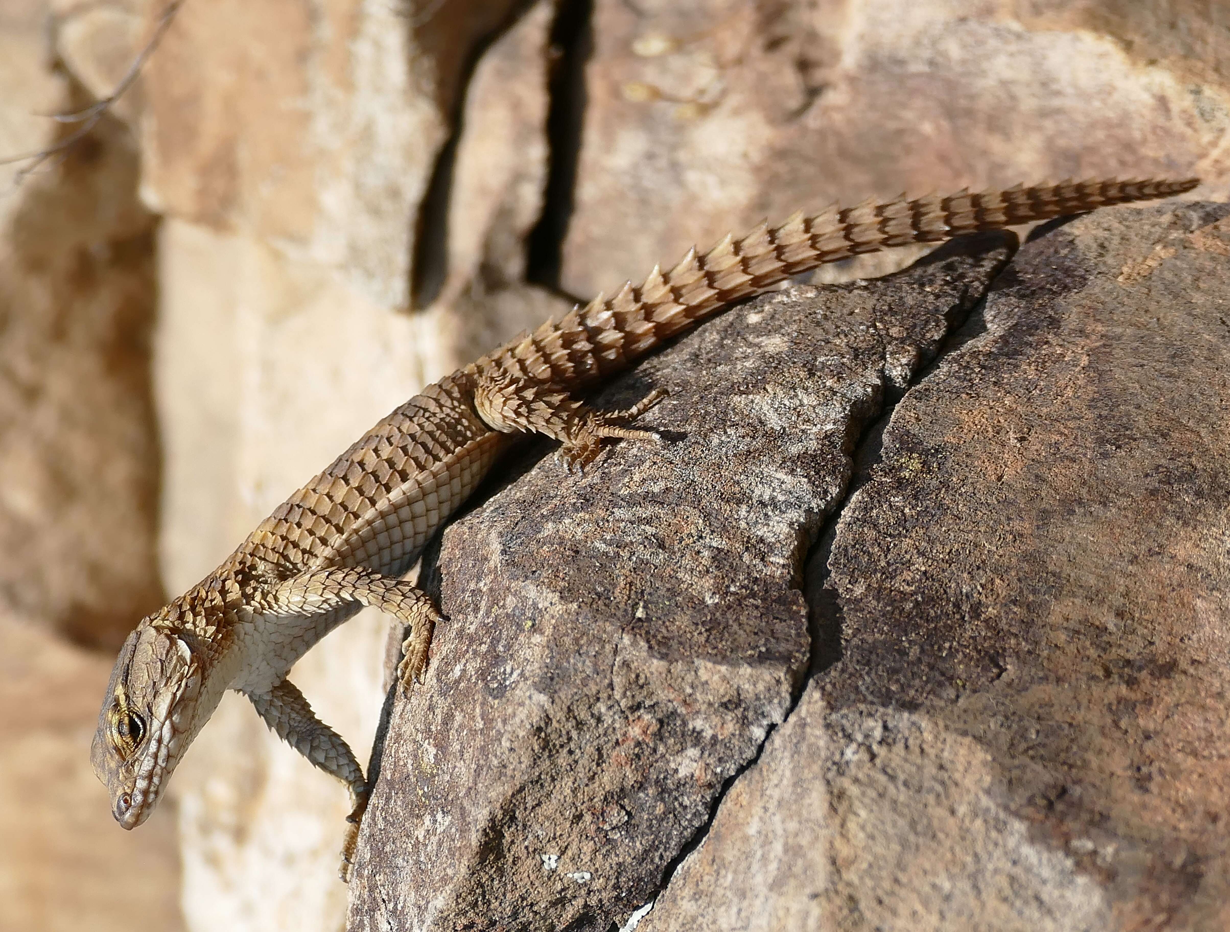 Image of Cape Girdled Lizard