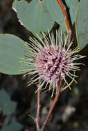 Image de Hakea petiolaris Meissn.