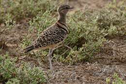 Image of Double-banded Courser