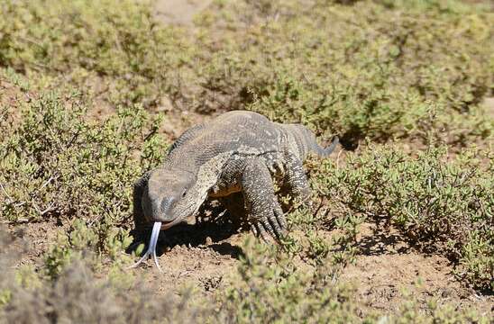 Image of White-throated monitor