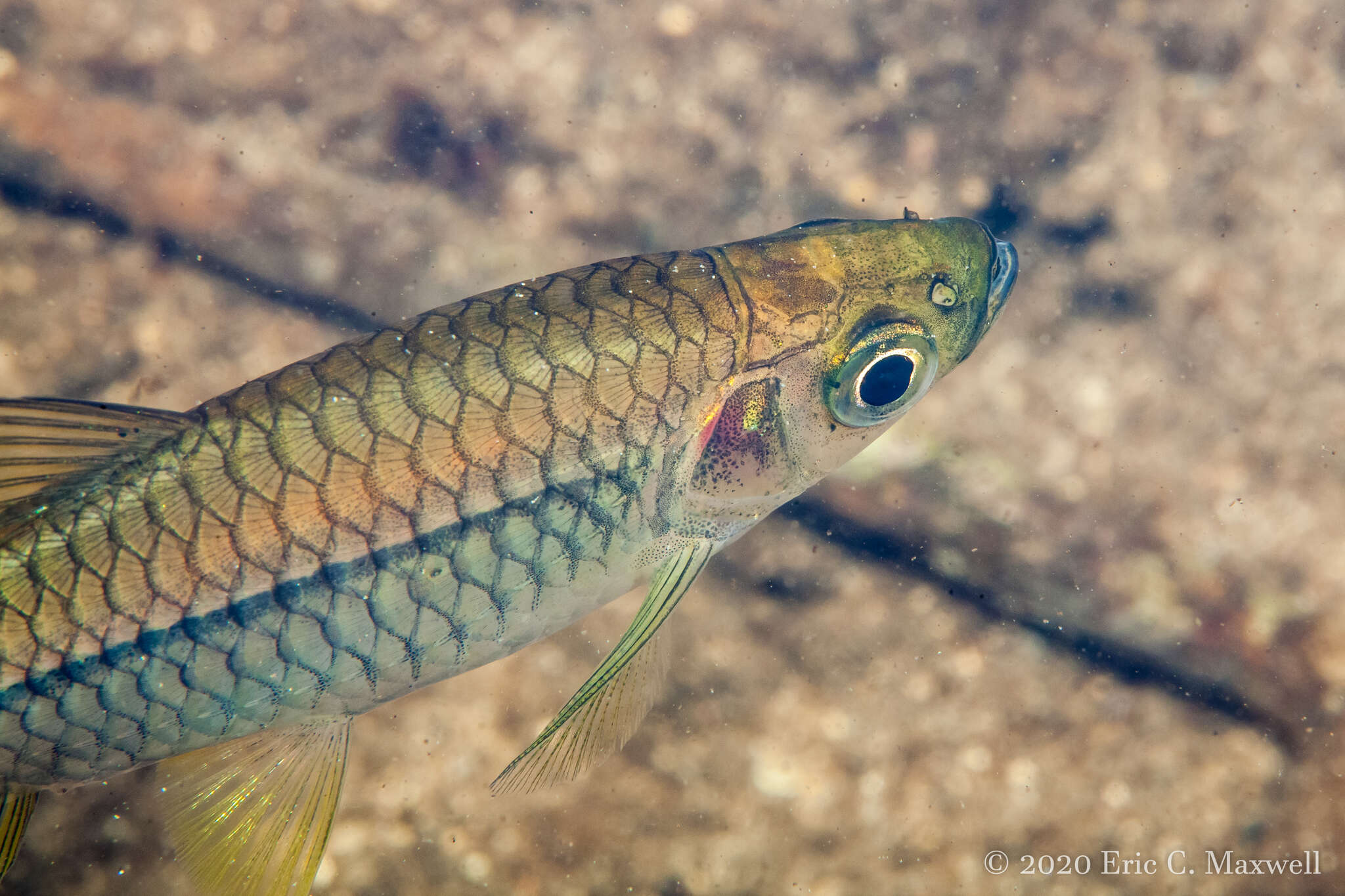 Plancia ëd Rasbora paviana Tirant 1885