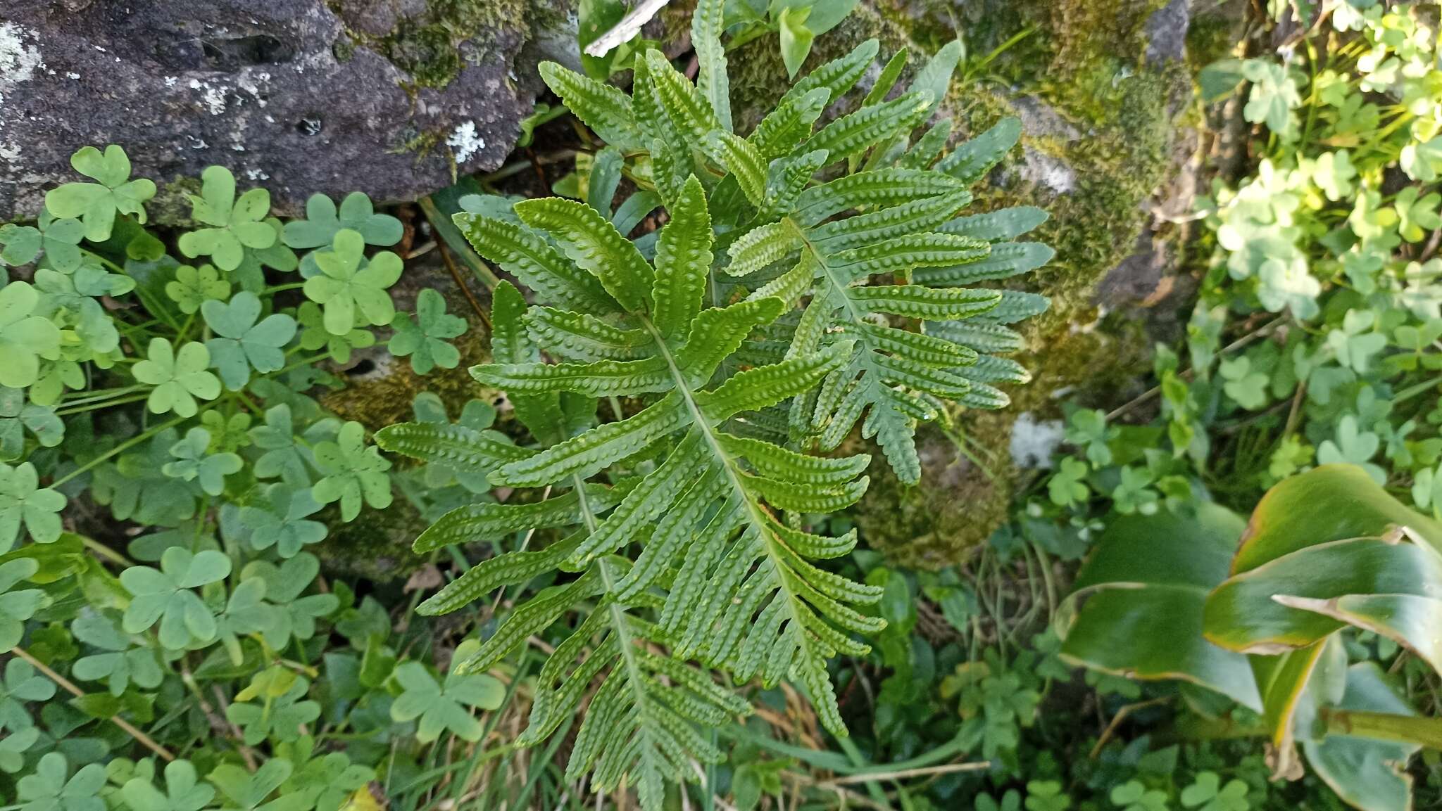 Plancia ëd Polypodium macaronesicum subsp. azoricum (Vasc.) F. J. Rumsey, Carine & Robba