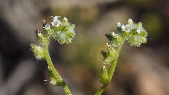 Plancia ëd Cryptantha decipiens (M. E. Jones) Heller