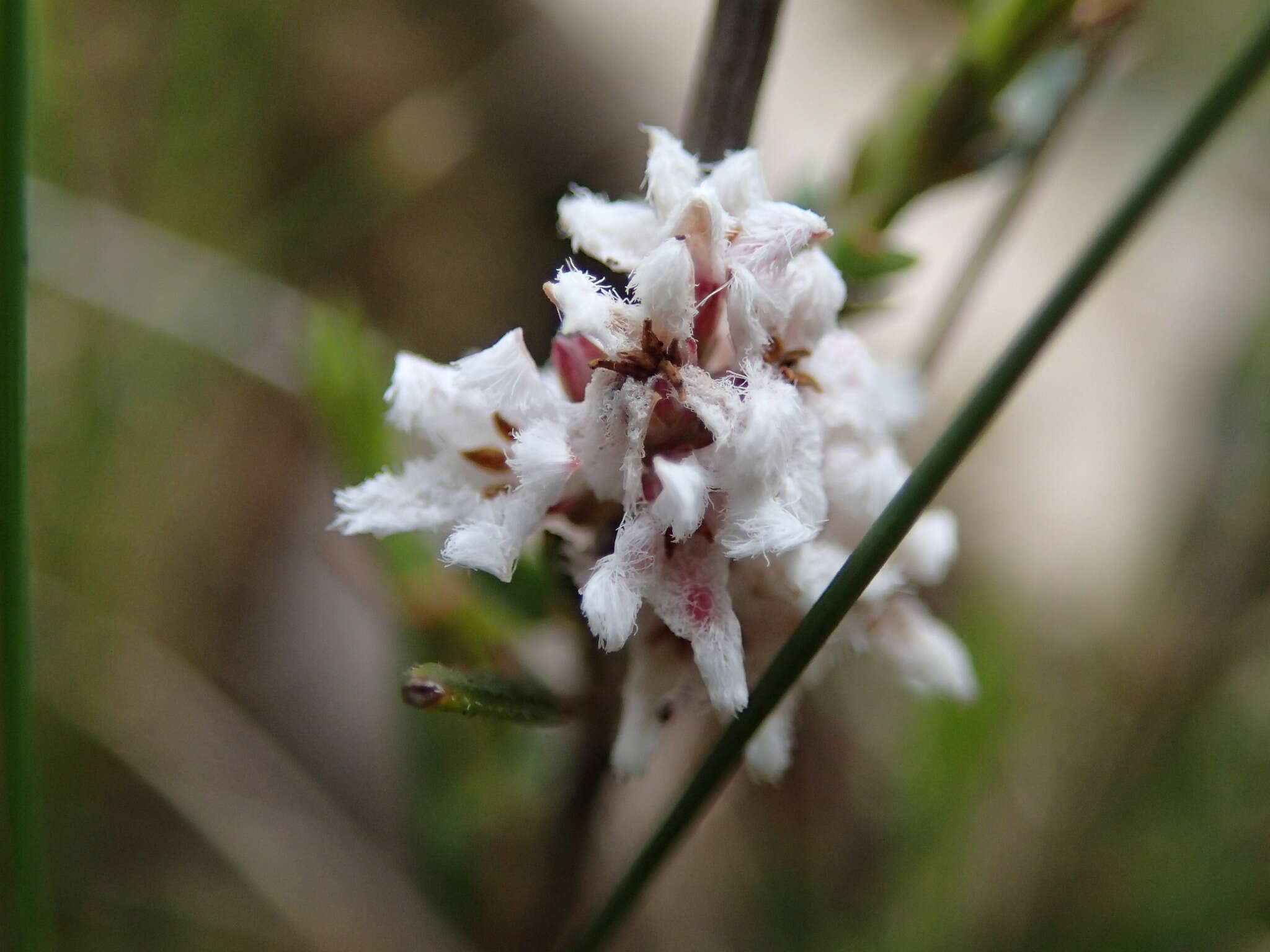 Image of Leucopogon virgatus var. virgatus