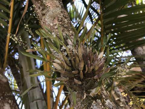 Image of Scaphyglottis micrantha (Lindl.) Ames & Correll