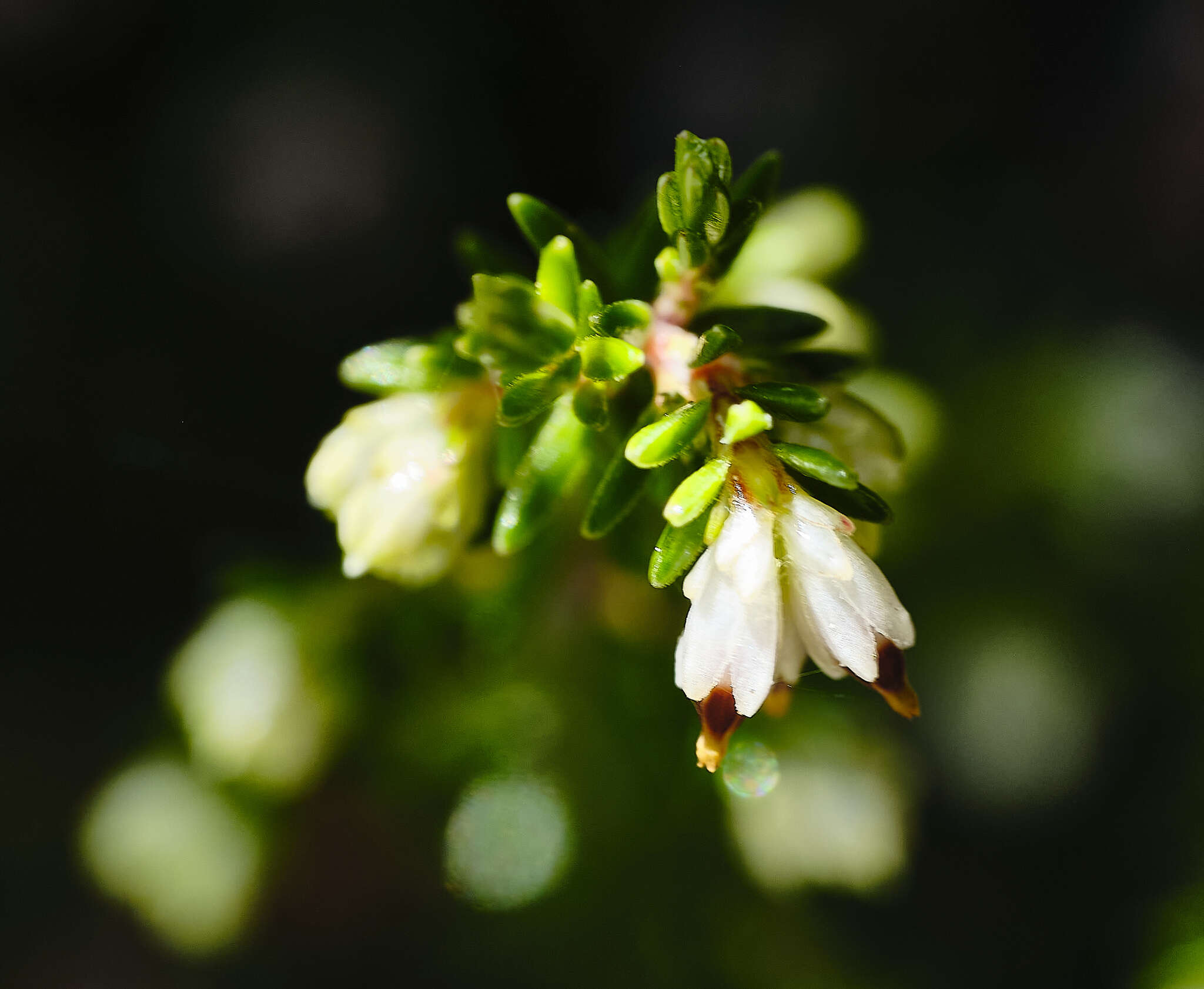 Image of Erica genistifolia Salisb.