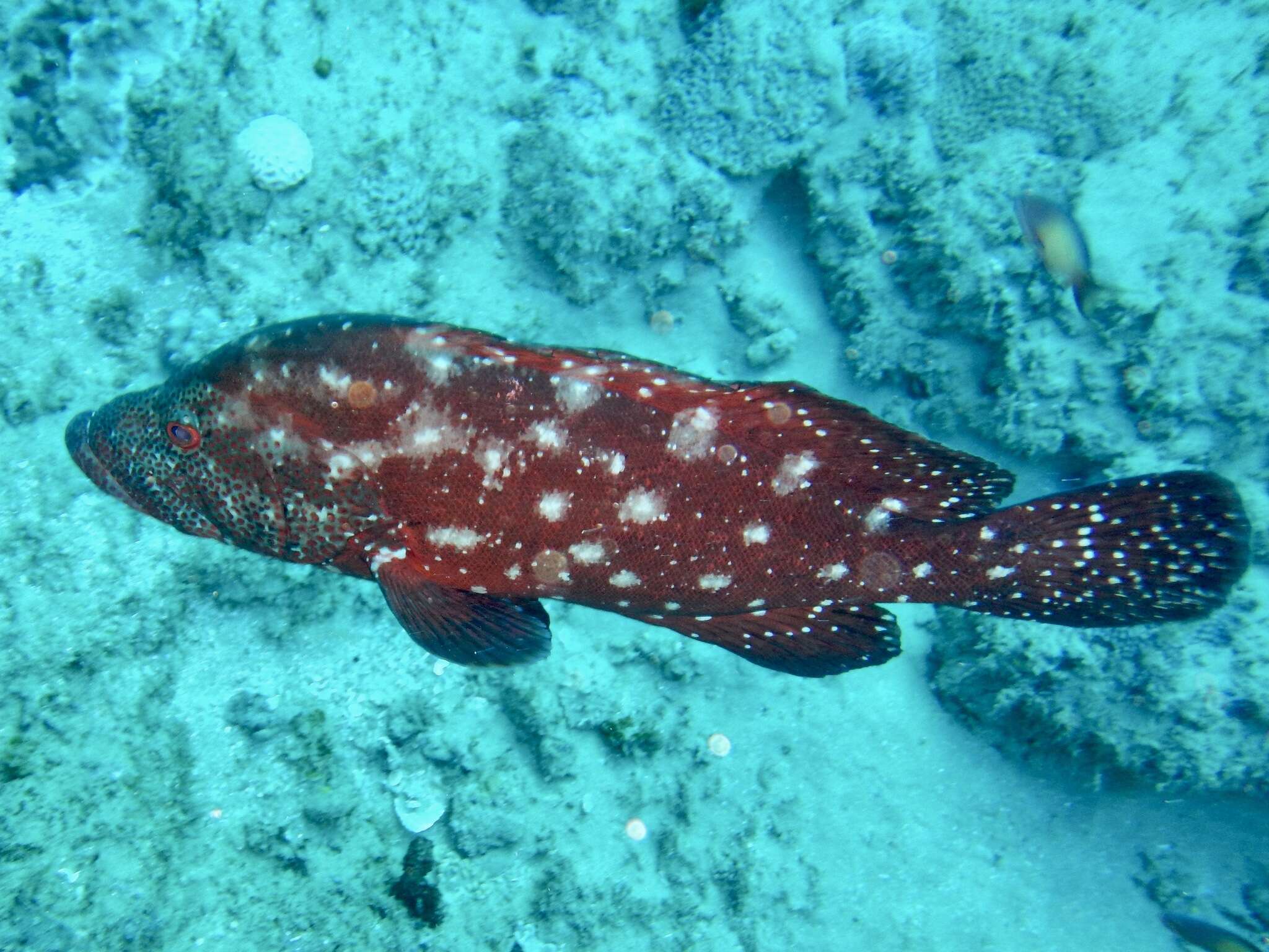 Image of Peacock rockcod