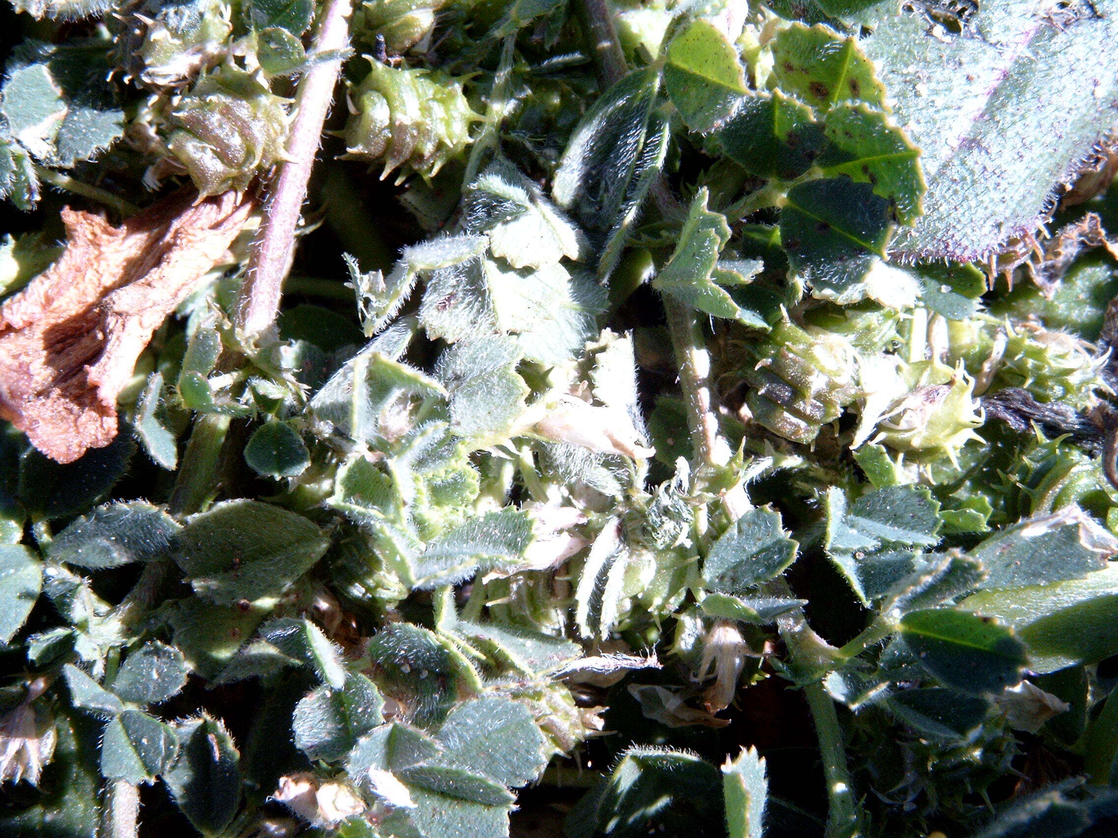 Image of water medick