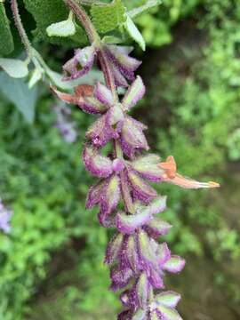 Image de Salvia lasiantha Benth.