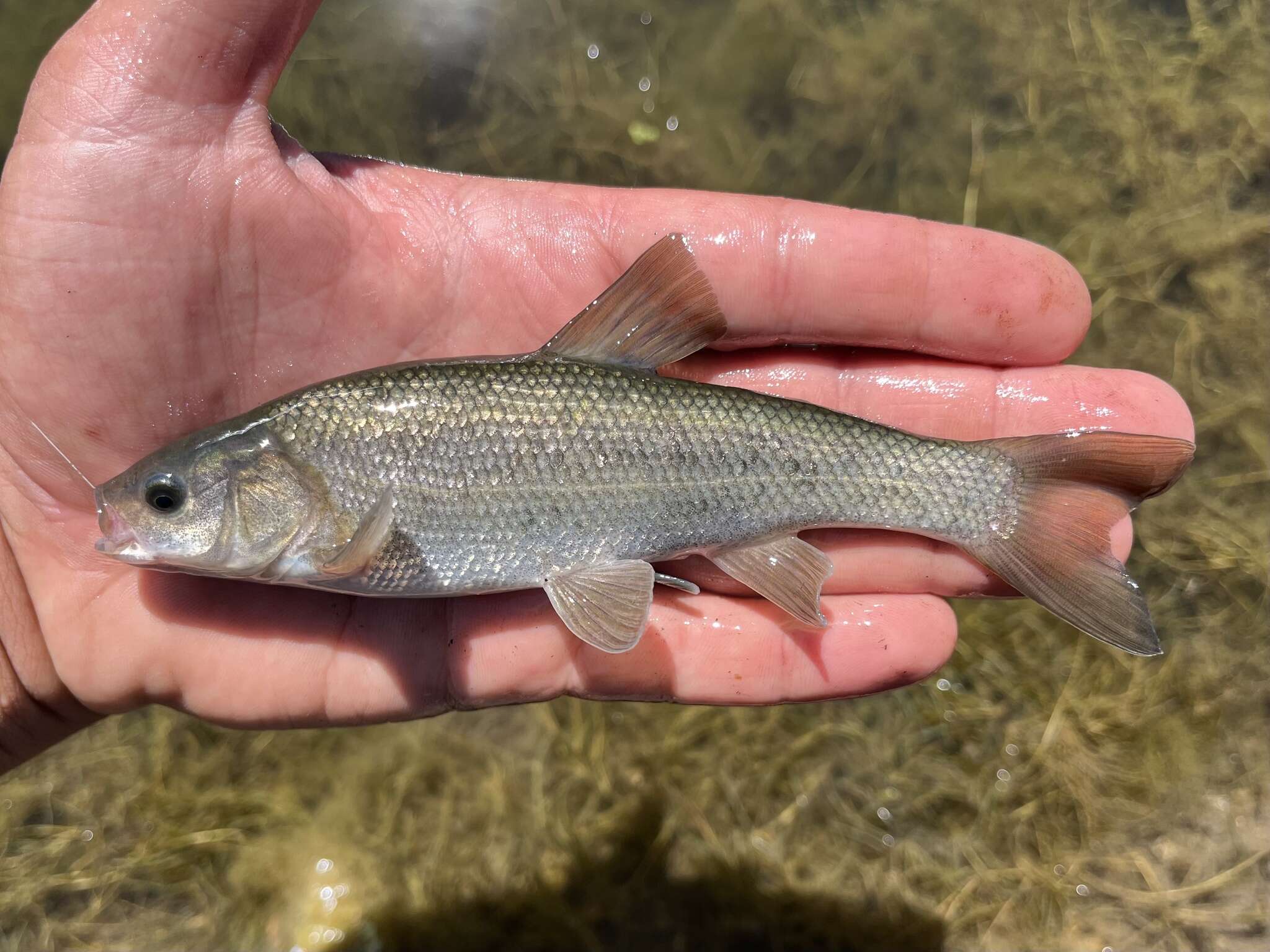 Image of Utah Chub