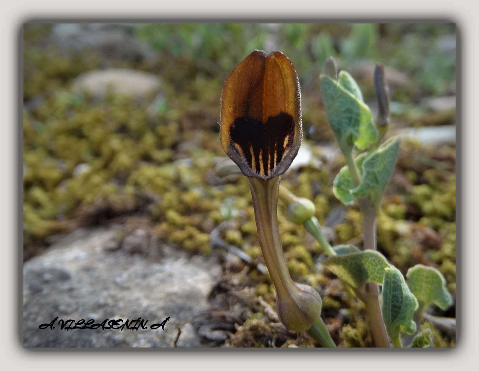 Image of Spanish Birthwort