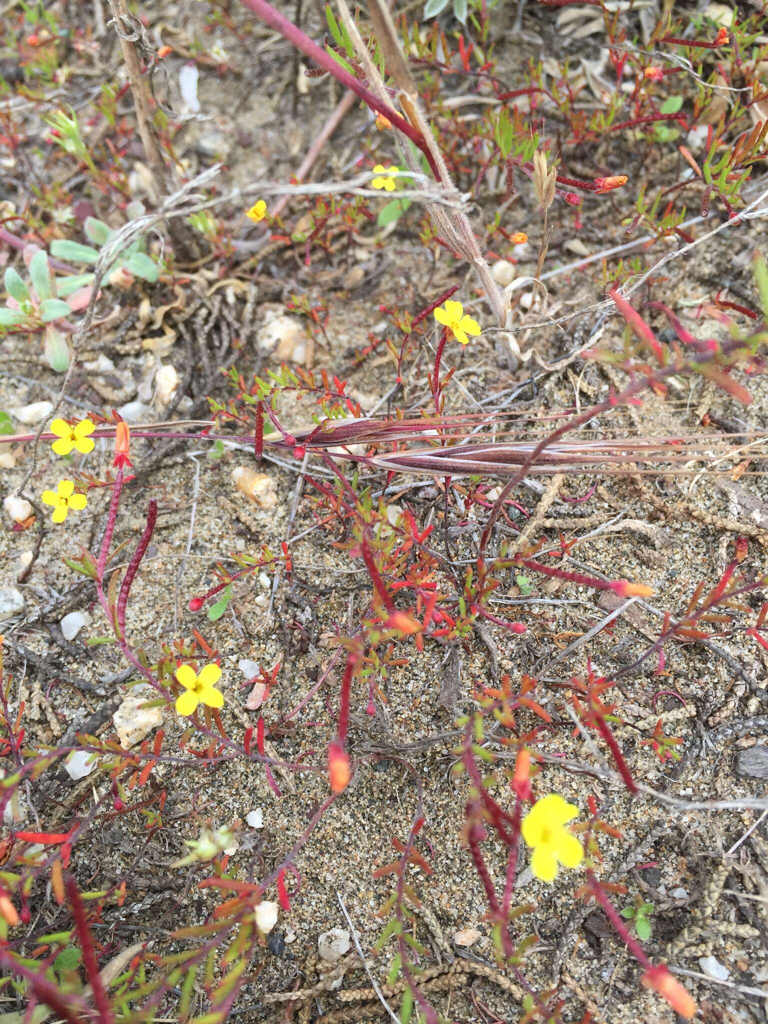 Image of sandysoil suncup