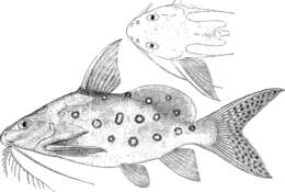 Image of Catfish