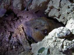 Image of southern pocket gopher