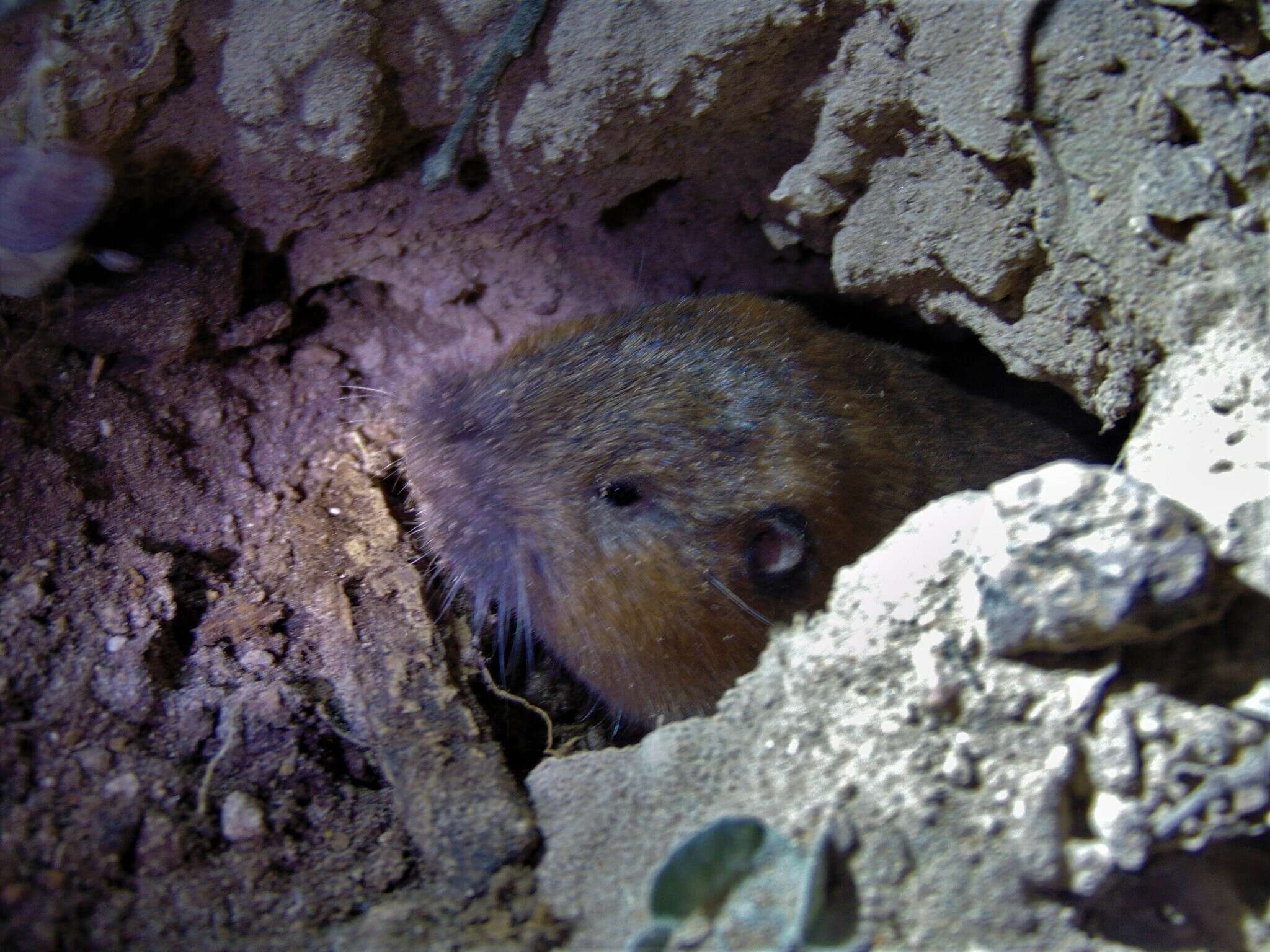 Image of southern pocket gopher