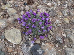 Image of locoweed