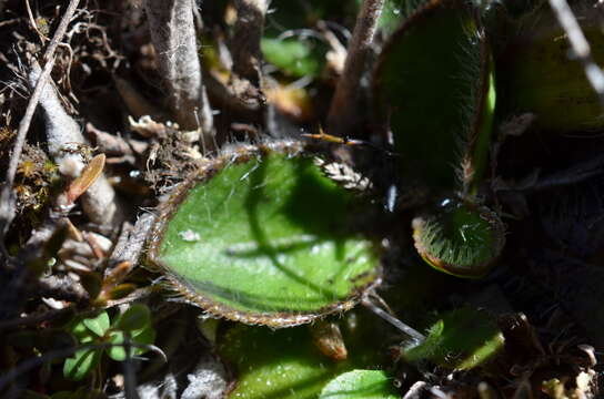 Image of Plantago spathulata Hook. fil.