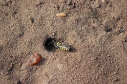 Image of Stictia arcuata (Taschenberg 1870)