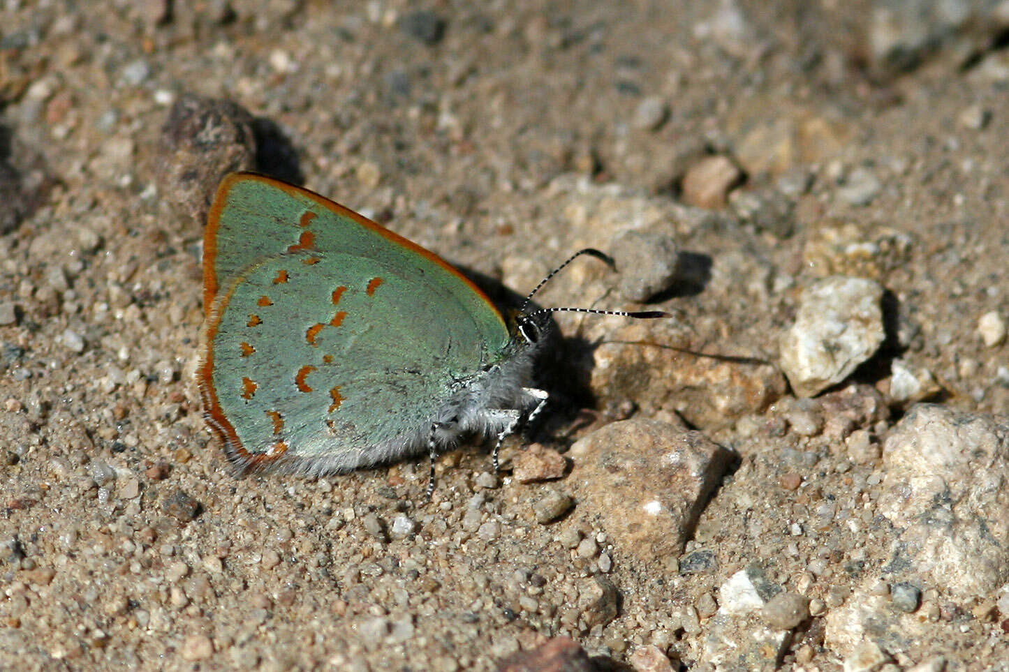 Image of Arizona Hairstreak